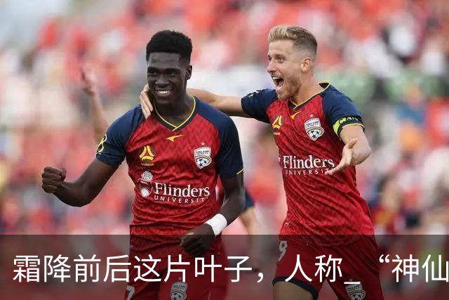霜降前后这片叶子，人称 “神仙叶”！晒干熬汤泡水喝，润肺疏肝！